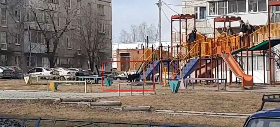 Собака вновь загнала детей на горку 