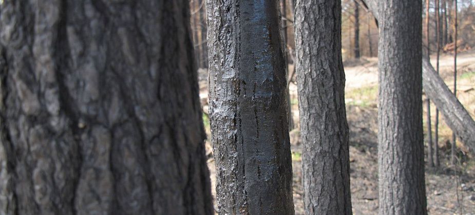 Серовчанина осудили за повреждение 33 деревьев около Рудничного