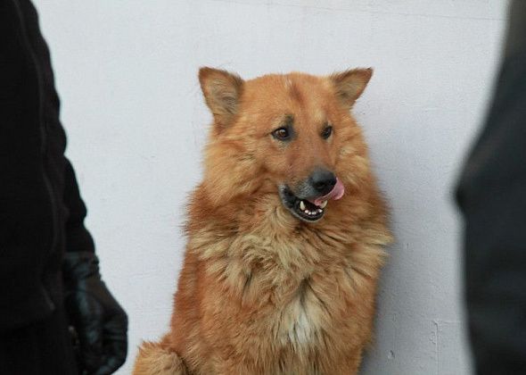 В этом году власти планируют потратить на отлов бродячих собак более миллиона рублей 