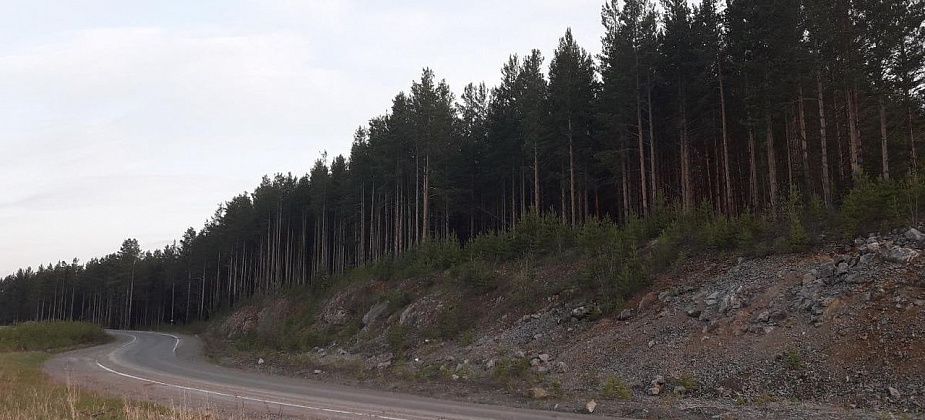 Мэрия взыскала со слесаря почти 80 тысяч за незаконную вырубку