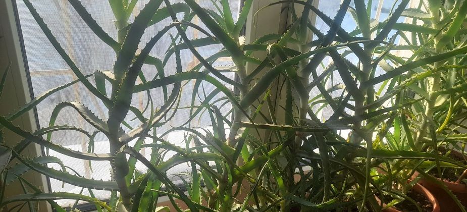 Совет от еврея: «Сажай только полезное»