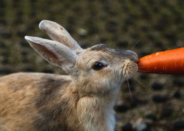 Горожане могут принести для животных, которые живут на станции юных натуралистов, фрукты и крупы