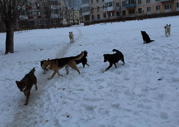 Свердловские депутаты отказались умерщвлять бездомных собак в приютах
