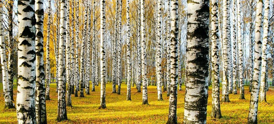 Приметы на 11 апреля. Благополучие принесут береза и генеральная уборка