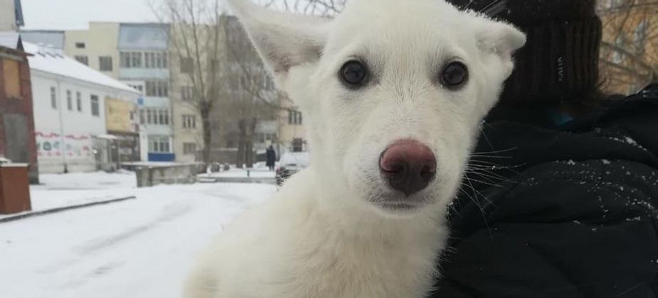 По факту гибели упавшей с балкона собаки ведется полицейская проверка