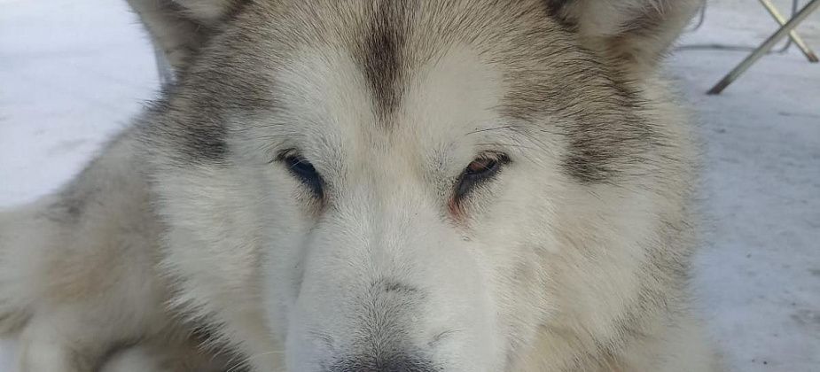 “Добрый, ласковый, будет отличным другом”: мужчина просит помочь пристроить бездомного пса из Волчанска