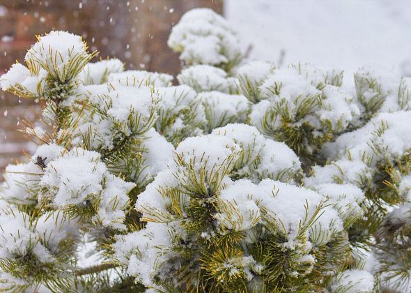 Ноябрь на севере области ожидается на градус теплее нормы 