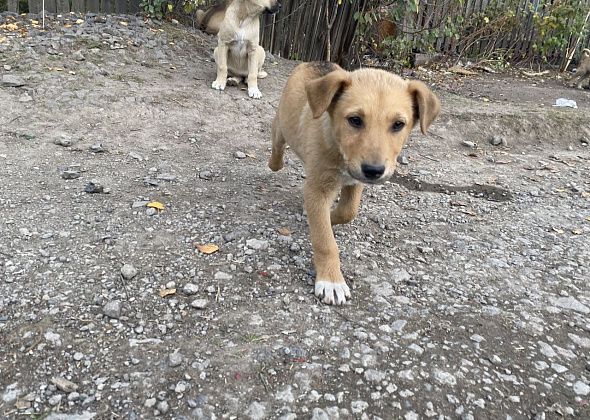 Владельцам домашних животных рассказали, что нужно для аптечки питомцу