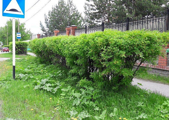 Ищут подрядчика на подрезку кустарников