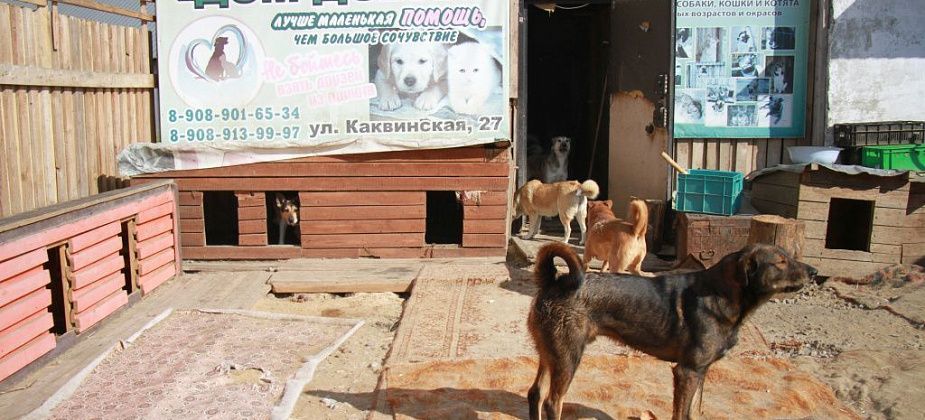 Читатели детской библиотеки собрали корм для собак и кошек из приюта Серова