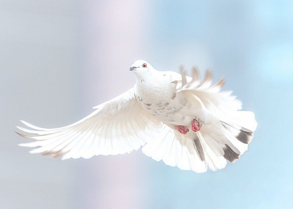 Сотрудники ГДК в честь Дня Победы запустят в небо бумажных голубей. Присоединяйтесь к флэшмобу!