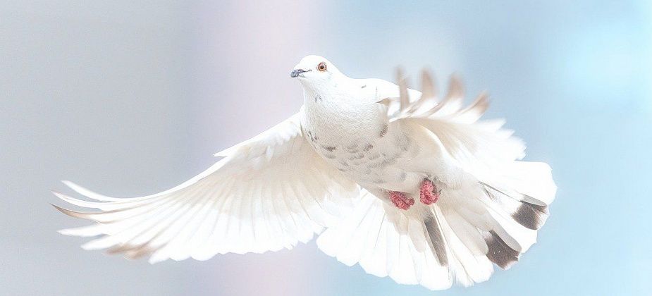 Сотрудники ГДК в честь Дня Победы запустят в небо бумажных голубей. Присоединяйтесь к флэшмобу!
