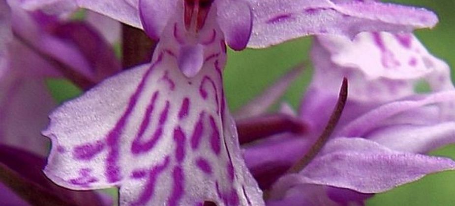 Блог. Александр Меркер: «Ликбез по растениям. Три вида пальчатокоренника. Как различить?»