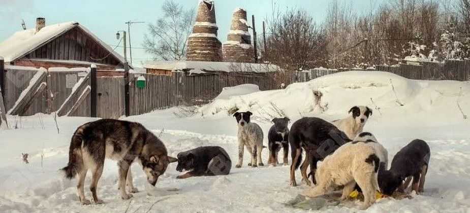 Попытка №6. Мэрия вновь пытается найти ловцов собак