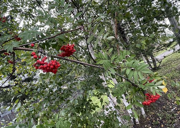 По прогнозам синоптиков, 1 сентября на севере области будет без дождей, но прохладно