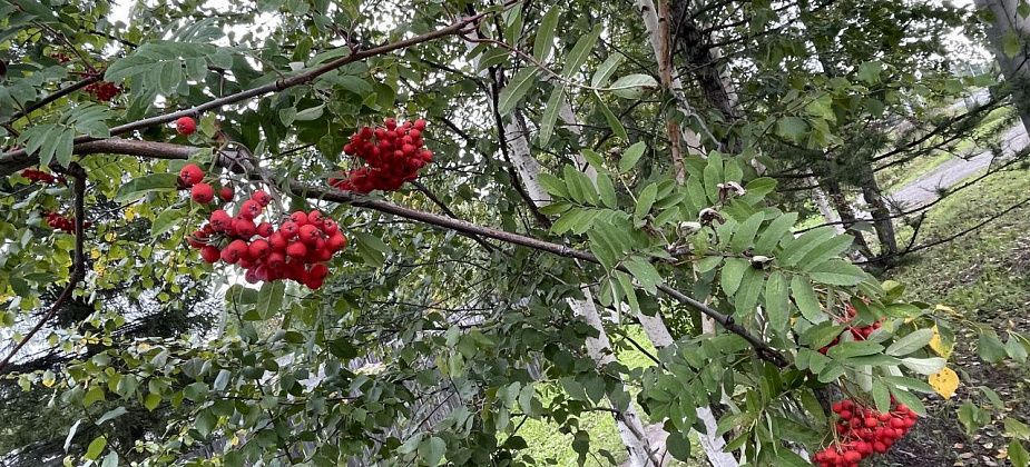 По прогнозам синоптиков, 1 сентября на севере области будет без дождей, но прохладно