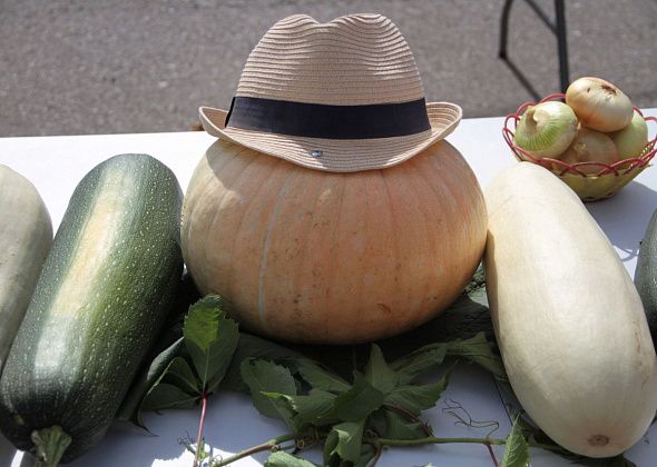 В Краснотурьинске прошел конкурс «Кабачок, кабачок, лучший ты для нас дружок»