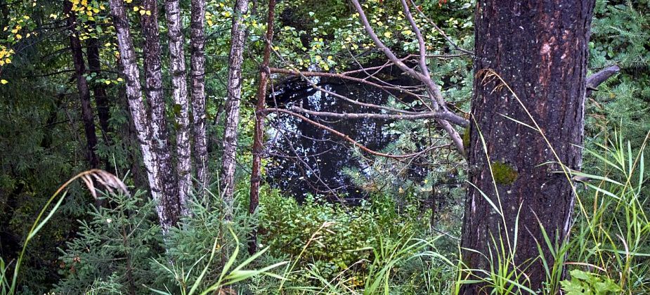 Минприроды подало в суд на краснотурьинца за незаконную добычу песка в лесу