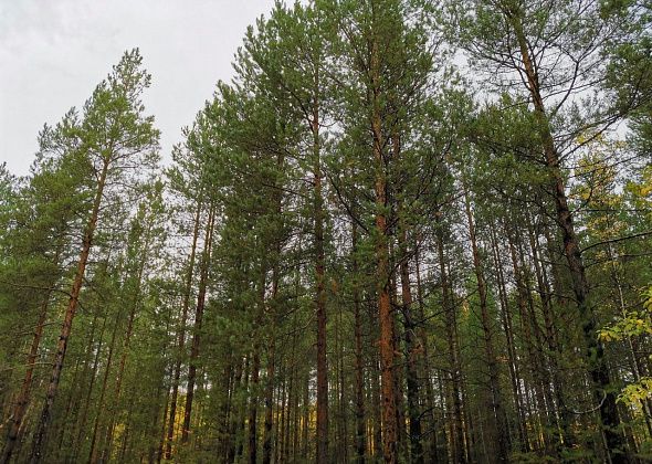 Жителя Марсят судят за незаконную рубку деревьев возле Чернореченска