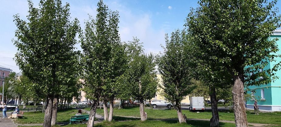 Городские власти посчитали все «дереворубли». Сколько придется заплатить за вырубку деревьев в городе