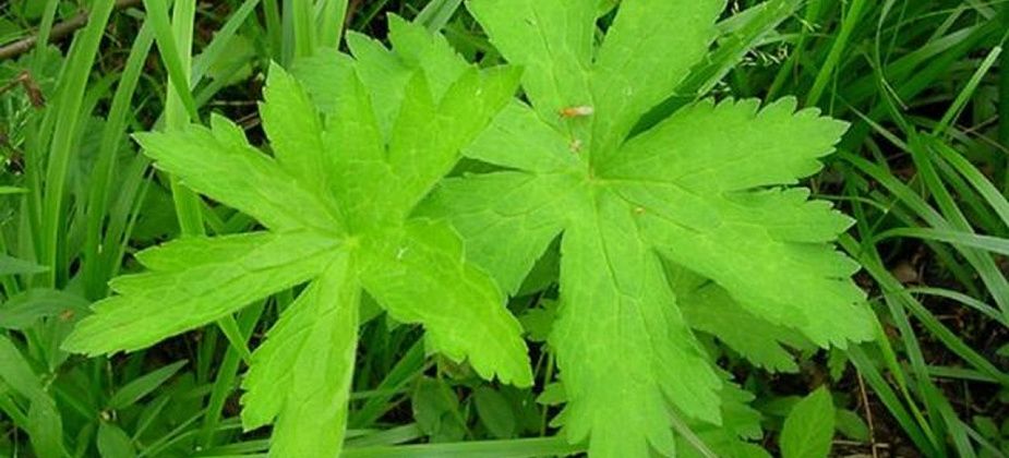 Блог. Александр Меркер: «Ликбез по растениям: борец северный и кортуза маттиоли»