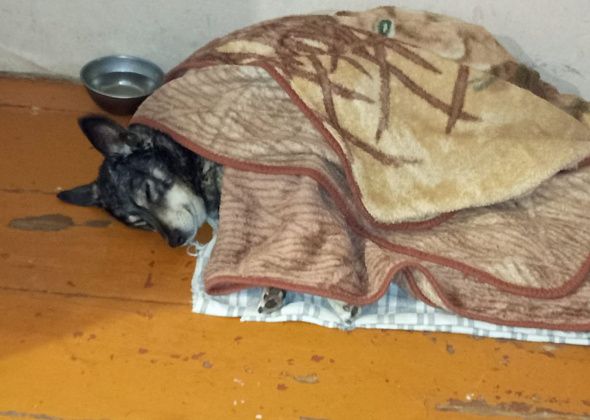 Бедная Няша. Побывав в отлове, собака вернулась домой «поломанной»