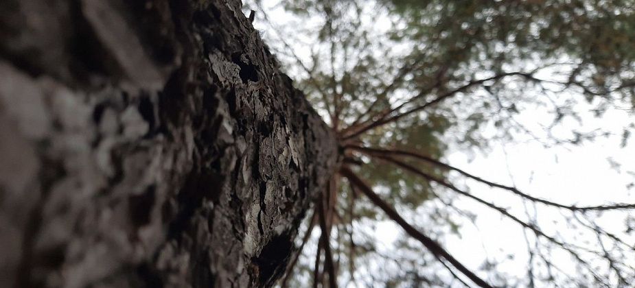 Суд взыскал с мэрии почти 67 тысяч рублей за повреждение иномарки, на которую упало дерево