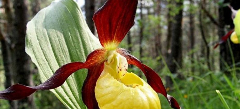 Блог. Александр Меркер: «Ликбез по орхидеям Северного Урала»