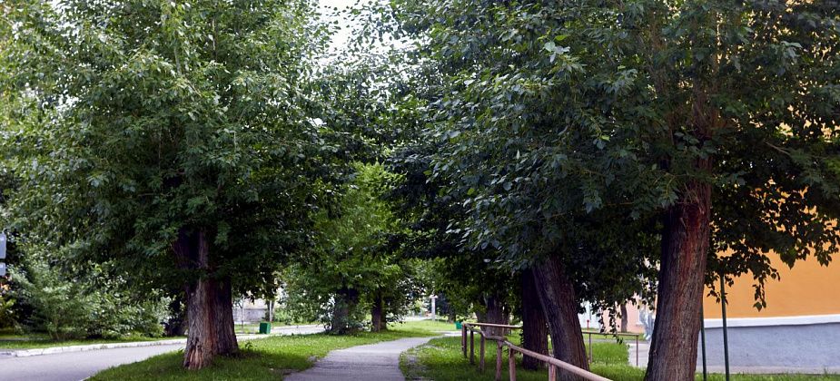 В Краснотурьинске подрежут и повалят более 80 деревьев