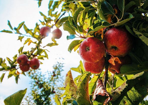 Яблочный спас: освящаем урожай и печем шарлотку