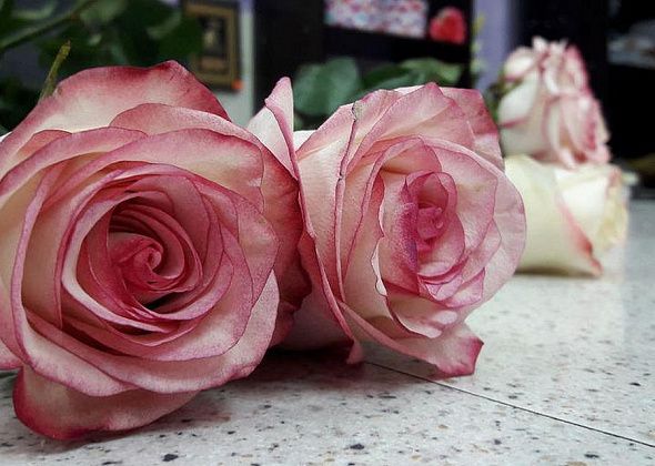 Неудачей завершился цветочный аукцион для мэрии Краснотурьинска