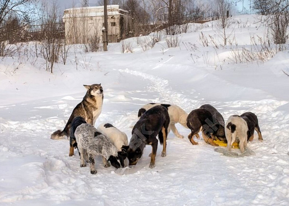 В 2020 году в Краснотурьинске должны отловить 160 бродячих собак