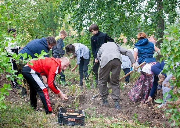 У собора Максима Исповедника копают картошку. Урожай скудный 