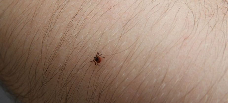 В больнице рассказали о ходе кампании по вакцинации против клещевого энцефалита