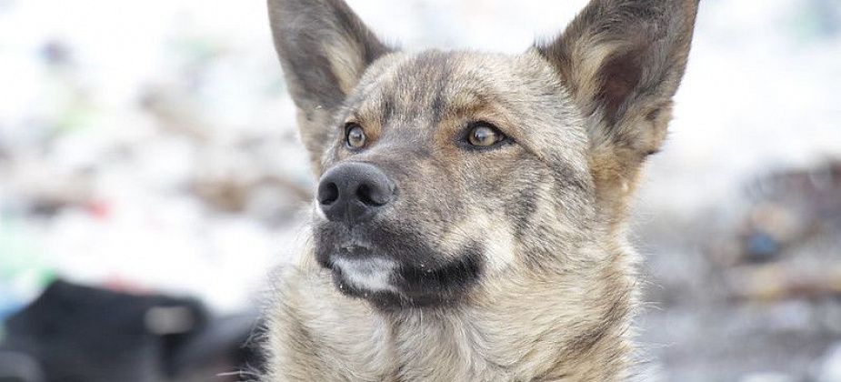 Ученики школы №23 проводят благотворительный сбор кормов для животных