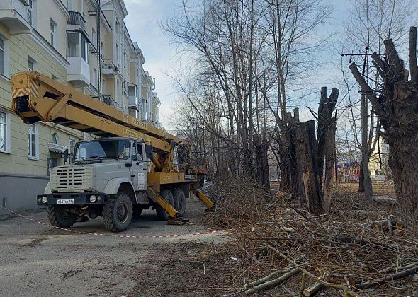 В Краснотурьинске планируются работы по уходу за деревьями