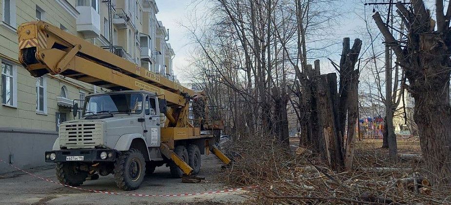 В Краснотурьинске планируются работы по уходу за деревьями