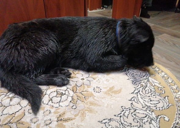Горожане спасли тонущую собаку, ушедшую под лед на водоеме в Заречном 