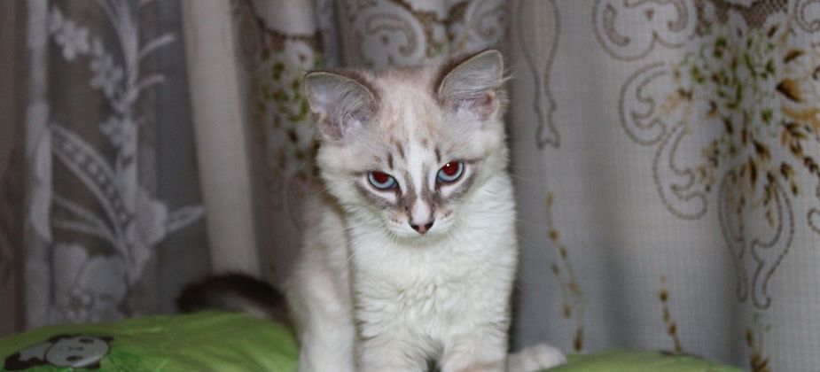 Приметы на 3 апреля. Не спим с котами, не смотрим на небо