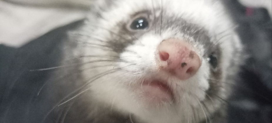 На Суходойке потерялся хорек Чубрик: «Очень волнуюсь за своего любимчика»