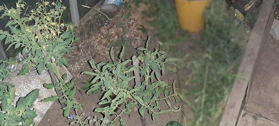 Можно сесть на несколько лет: сотрудники полиции напоминают о запрете наркосодержащих растений  