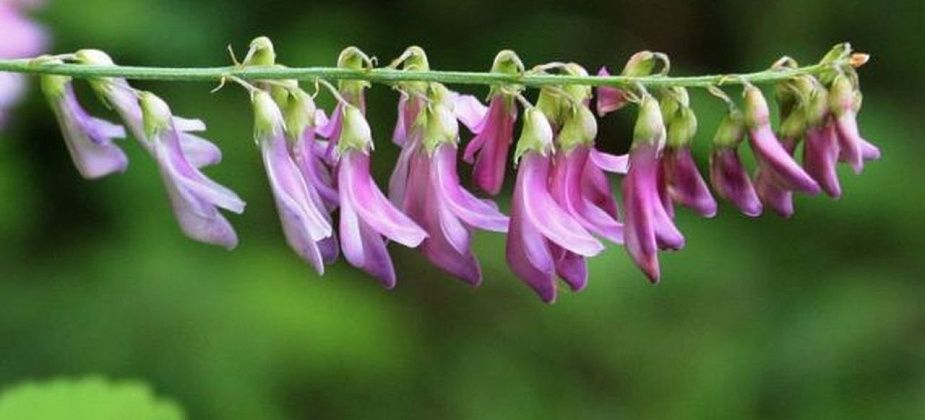 Ликбез по растениям: копеечник альпийский и копеечник арктический