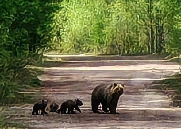 Черемуховец — про медведицу: «Заочно мы знакомы лет 10, медвежат показала впервые»