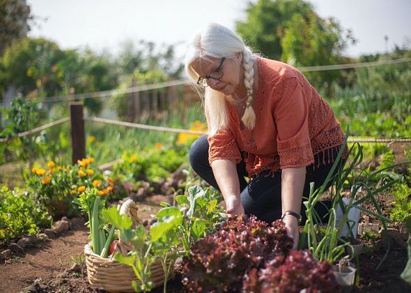 Полезное садоводам: какие работы выполняем в июле?