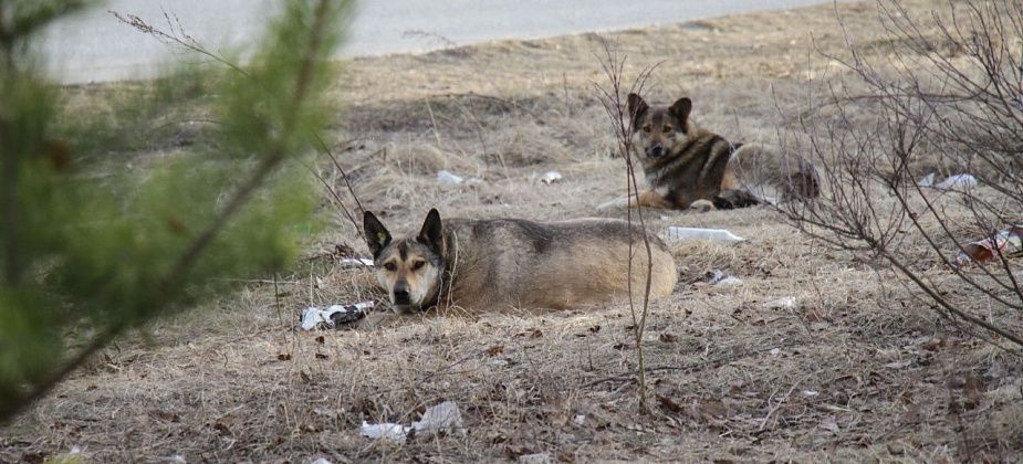 После нападения стаи собак на ребенка в Карпинске возбуждено уголовное дело