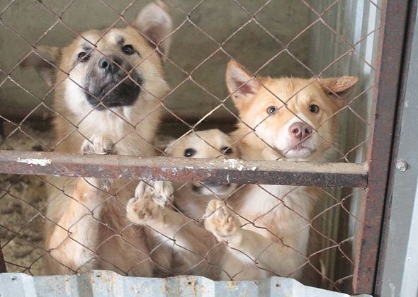 "Вышвырнут животных на улицу... Умирать". В Серове выпустят полсотни отловленных собак