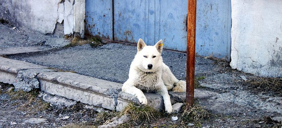 На отлове собак можно заработать почти миллион