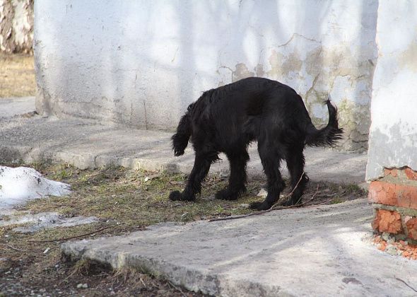 Почти четверть миллиона рублей выделяется для утилизации трупов животных и птиц