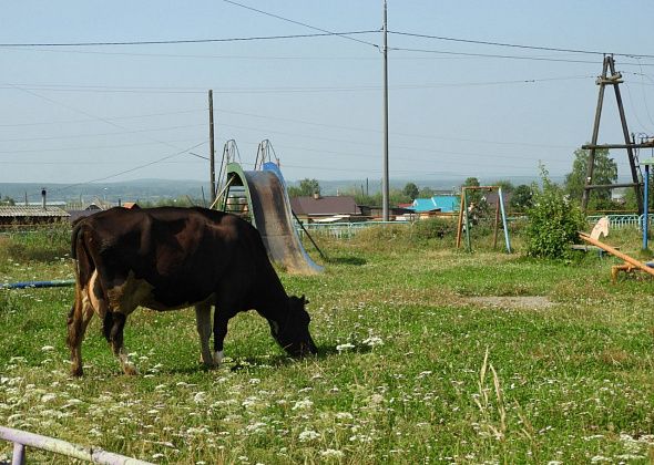 Совхоз «Богословский» произвел свыше 5 тысяч тонн молока 