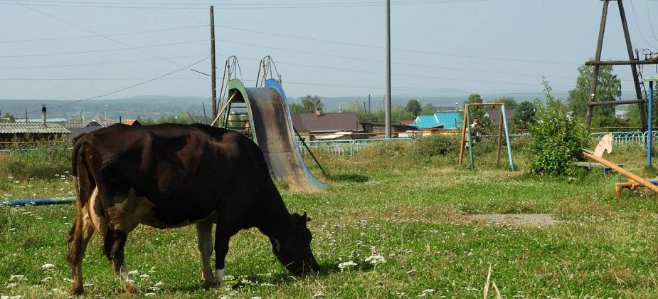Совхоз «Богословский» произвел свыше 5 тысяч тонн молока 
